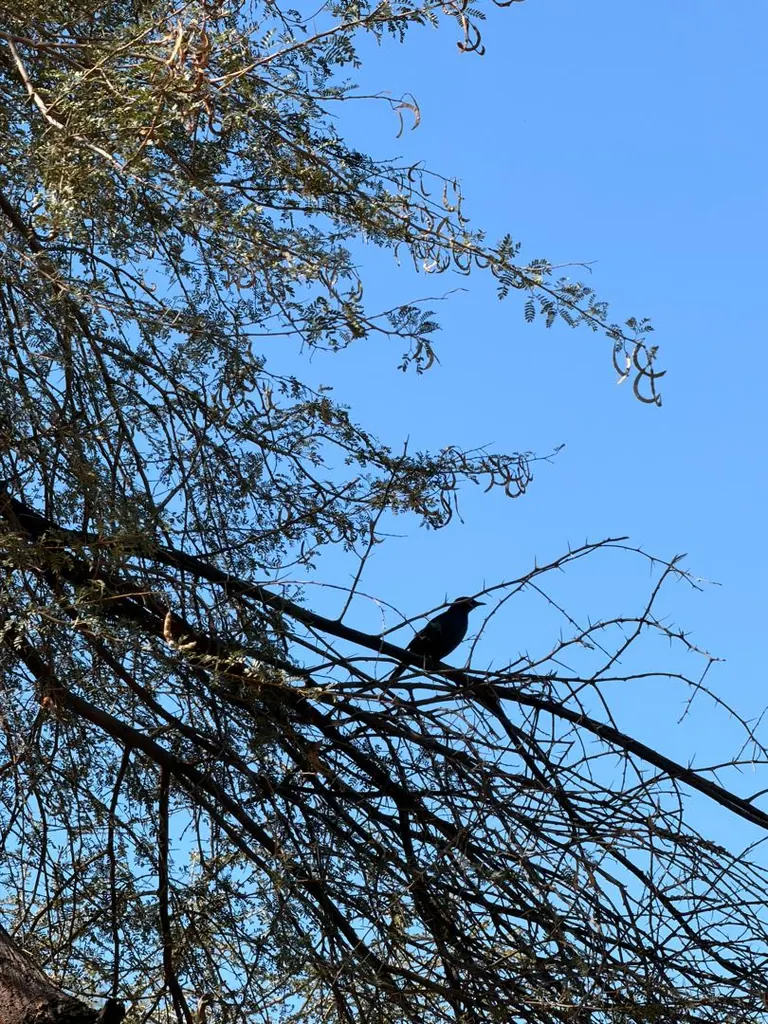 A dark bird perched among branches against a blue sky