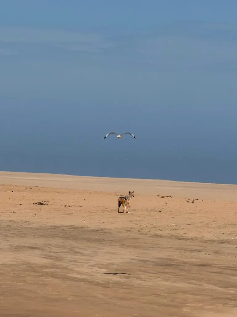 A seabird in flight above a jackal on a sandy shoreline
