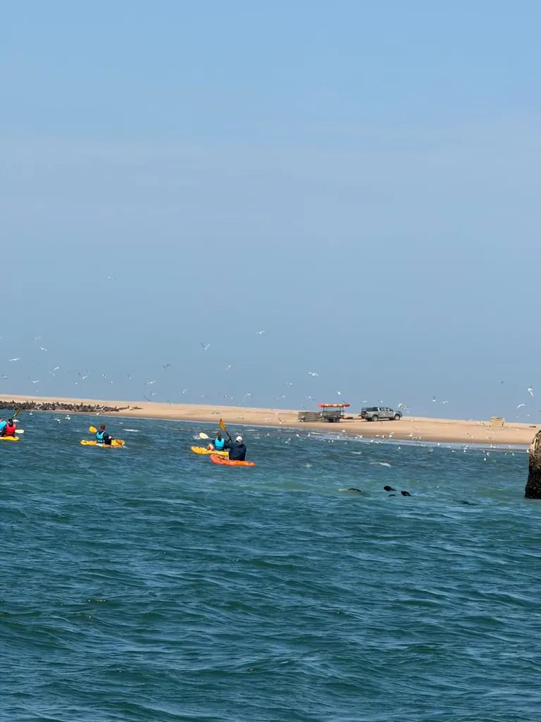 Kayakers on blue water, with seals nearby and seabirds above the shore