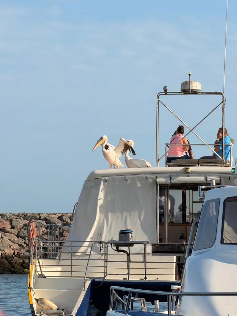 Two pelicans on a boat with seated passengers nearby