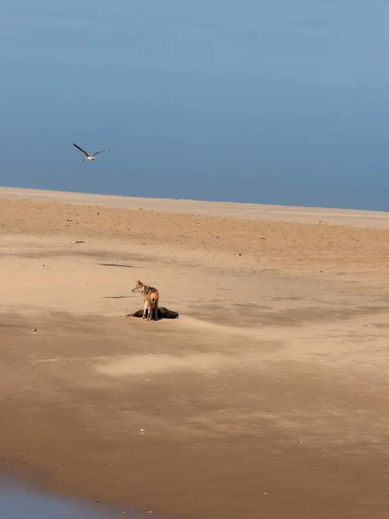 A seabird flying above a jackal on an open sandy shoreline