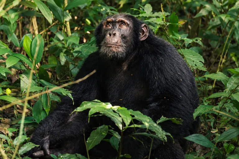 A chimpanzee surrounded by forest foliage