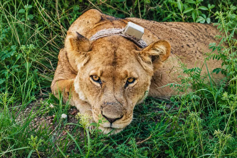A lioness with a tracking collar resting in vegetation