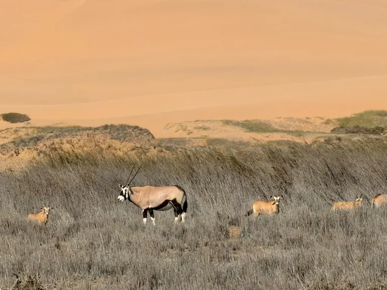 Oryx in dry grass with orange sand dunes in the background