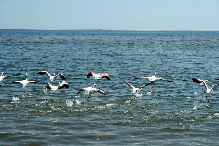 Flamingos taking flight above the water at Walvis Bay