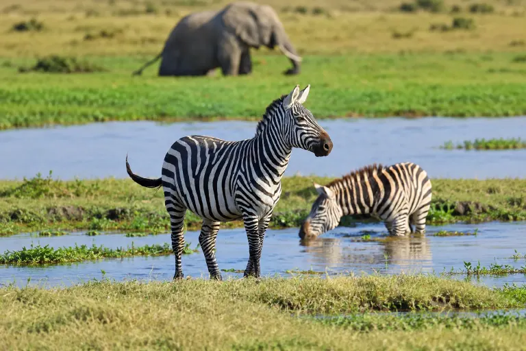 A wildlife experience in Southern Africa